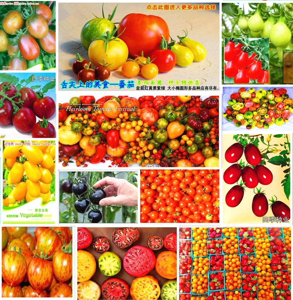 Promotion! 500pcs 11kinds Tomato seeds different color flavors Fruit Vegetable Bonsai Zebra TOMATO SEEDS Purple Cherry