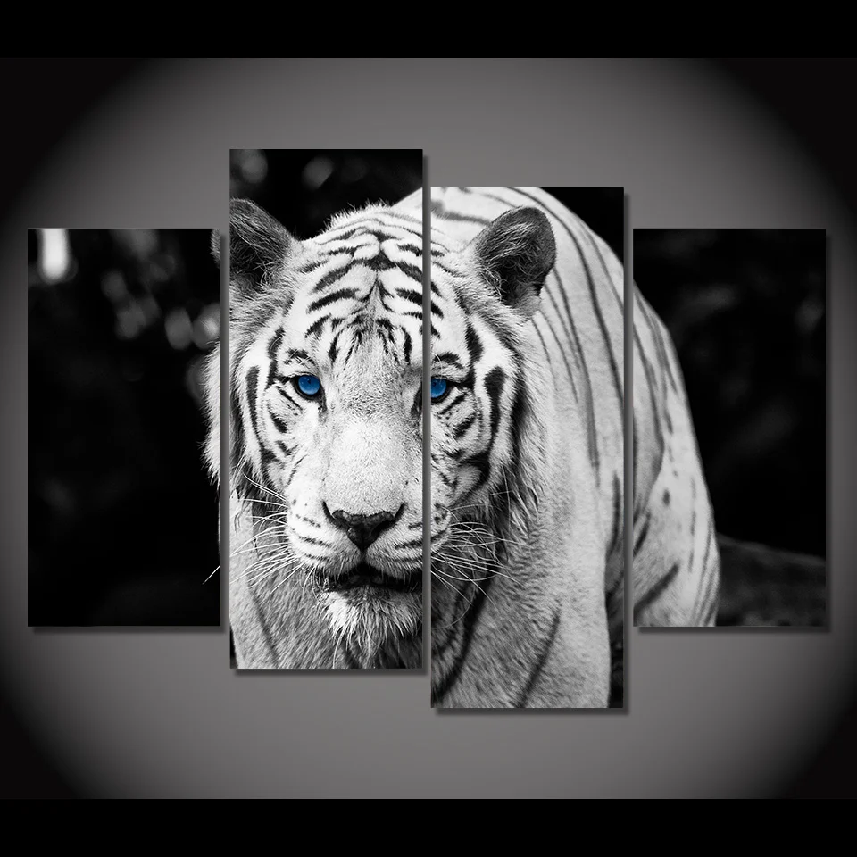 Unduh 960 Gambar Harimau Putih Mata Biru Keren Gratis