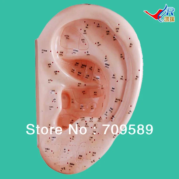 

ISO 40-CM Ear Acupuncture Model