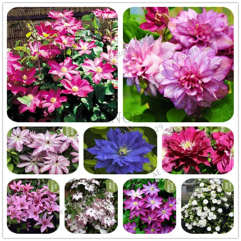 

Climbing Clematis Bonsai Flowers Clematis Vine Bonsai Perennial Flower Bonsai Clematis Plants Bonsai Pot Garden Plant 100 Pcs