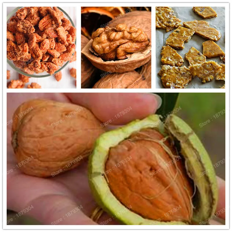 

promotion high nutrient fruit tree flores healthy nut tree plantas healthy walnut tree plante Plant bonsai for Home Garden 100p