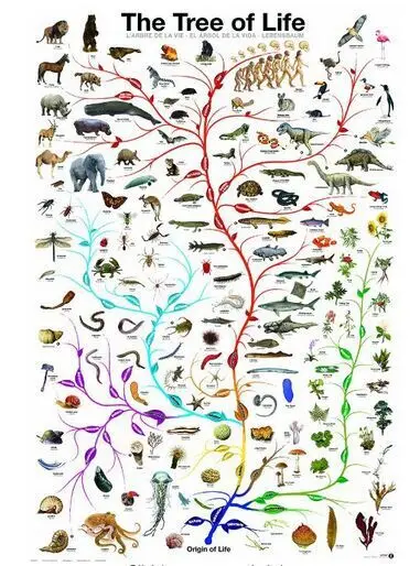Древо жизни плакат печать на холсте(50 см X 75 см) образование плакат