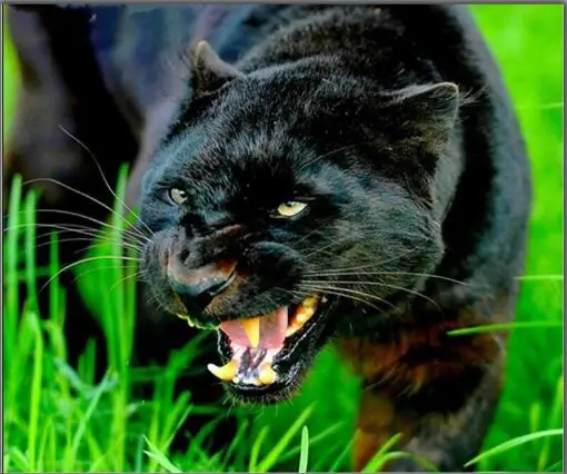 HTB1SYPNoH5YBuNjSspoq6zeNFXag