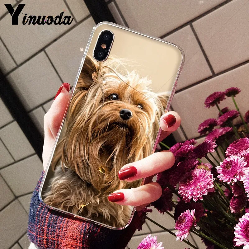 Yorkshire terrier dog