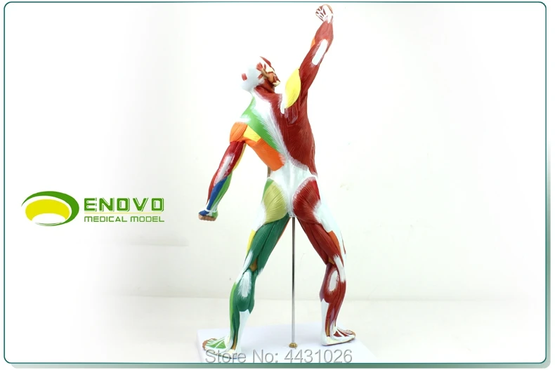 ENOVO медицинского искусства мышцы человеческого тела Модели движения мышцы Анатомия системы Фитнес Обучение