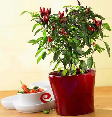 200pcs Hot Pepper Capsicum annuum Ornamental Chili Seedss, plants vegetables food Mini Hot Pepper plants