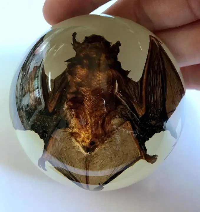 

FREE SHIPPING Vintage Glow In Dark base real dead bat in lucite dome Yqtdmy Specimen Crafts