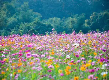 

Field Of Flowers Photography Backgrounds Vinyl cloth High quality Computer printed party backdrop