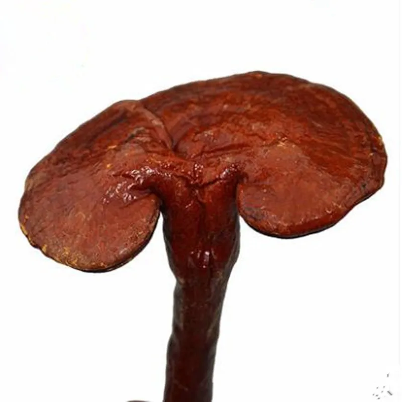 250 г-1000 г без пестицидов ganoderma lucidum ganoderma atrum красный ganoderma lucidum хорошее качество