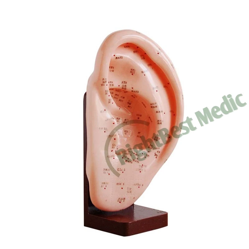 

FREE SHIPPING English User Manual Meridians Model Ear Acupuncture points Model 22 CM ear model for acupuncture