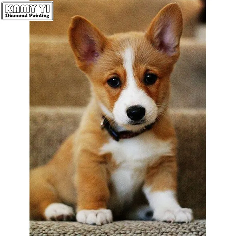 Мелкие породы собак таблица. All dogs. Как называется собака домашняя. Как называется собака домашняя. Породы собак.