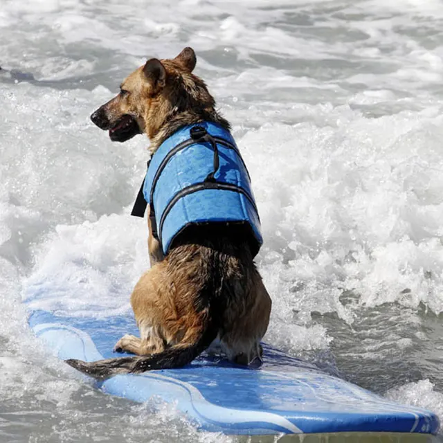 xl dog life jacket xl dog life jacket