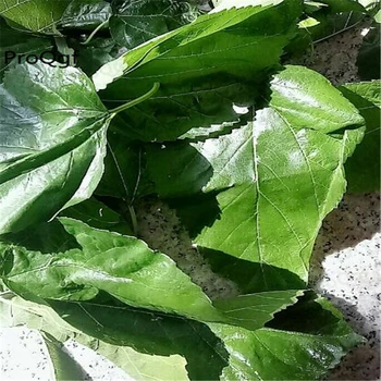 

50Pcs A Set fresh mulberry leaf