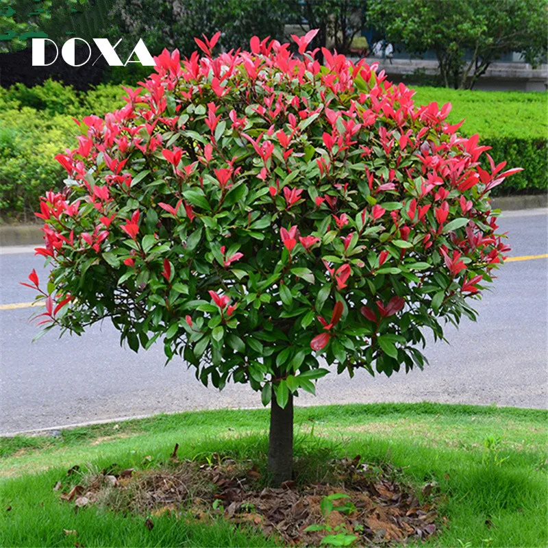 200PCS forest seed seed Photinia Red Robin heather tree 