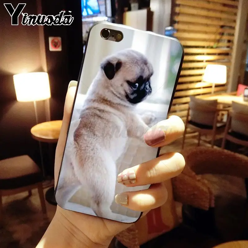 pug dog animal