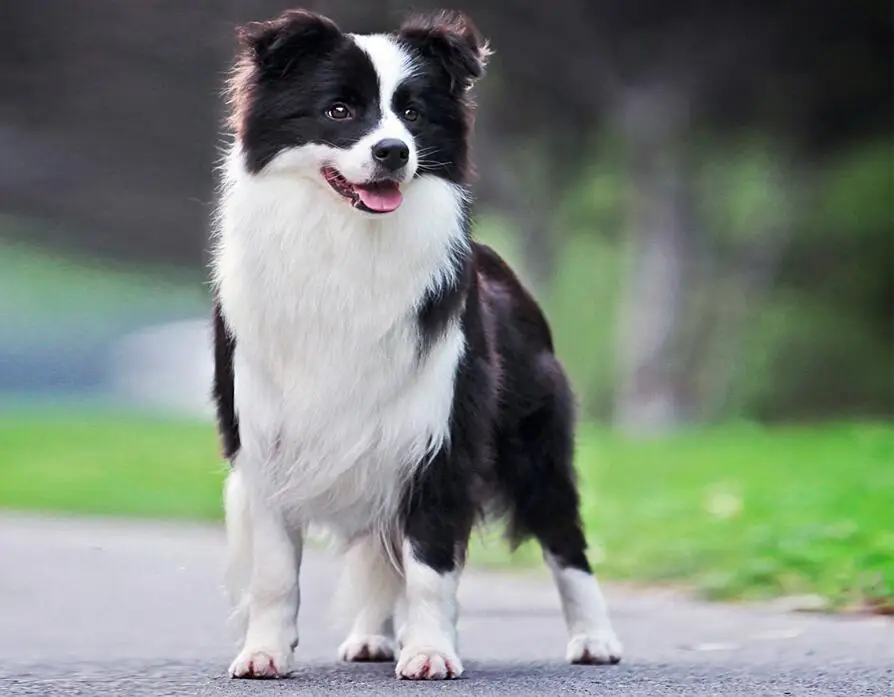 Border Collie Dog 4