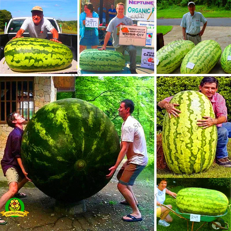 Big Promotion!Giant Watermelon bonsai 50pcs Fruit flores Vegetable Interest Easy to plant For Garden & Farm Family Plant,#S7