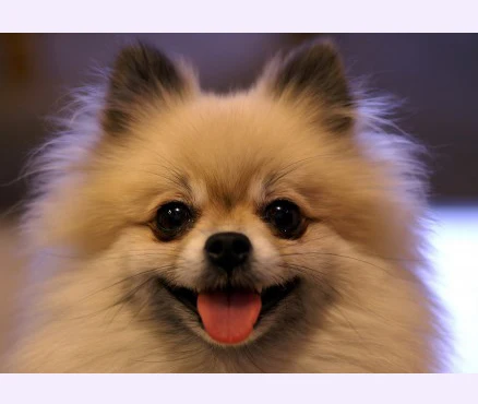 

Diy Square Full Diamond Painting Cross Stitch Household Decoration Dog Diamond Mosaic Embroidery Painting