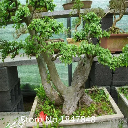  Sale 100 pcs bag langka Chinese Elm biji 20 varietas 