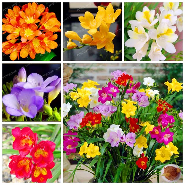 True Freesia Bulbs Indoor Potted Flowers Natural Growth Floral Home ... True Freesia Bulbs Indoor Potted Flowers Natural Growth Floral Home ...