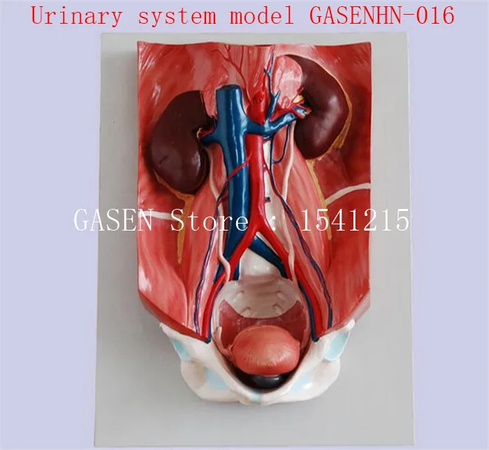 

genitourinary system, each organ, connecting the retroperitoneal cavity, the kidney Urinary system model GASENHN-016
