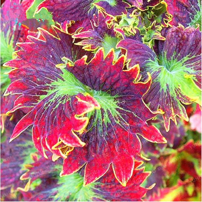 100pcs Janpanse Bonsai Coleus plant Foliage Plants Perfect Color Rainbow Dragon bonsai Beautiful Flower Plant Garden Semente 100pcs Janpanse Bonsai Coleus plant Foliage Plants Perfect Color Rainbow Dragon bonsai Beautiful Flower Plant Garden Semente