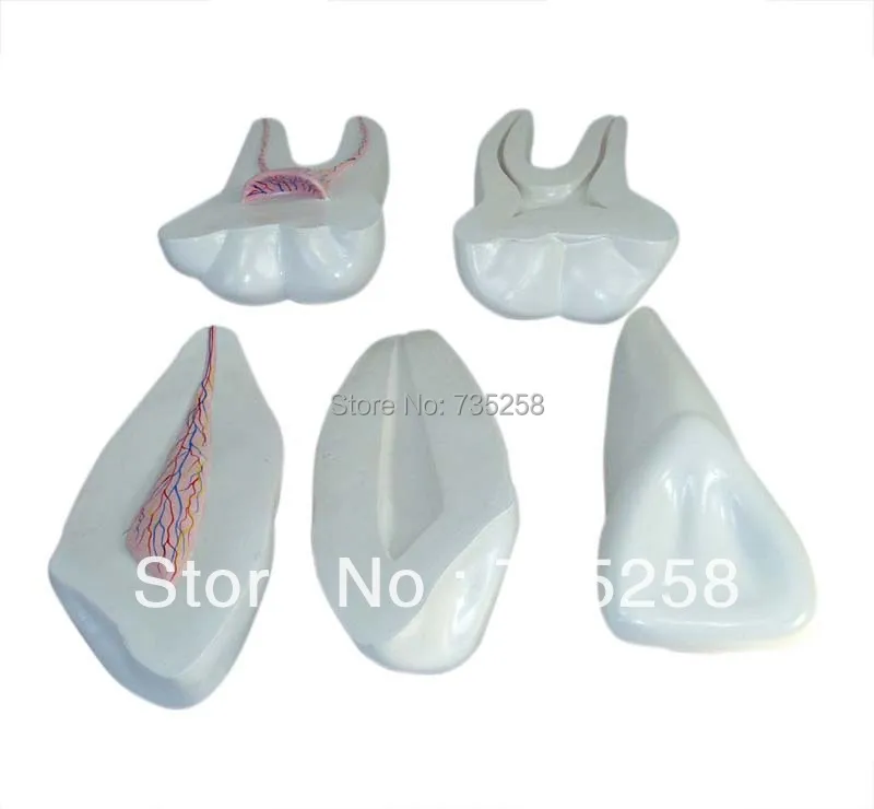 Aliexpress.com : Buy Expansion Model of Human Teeth,Zoom