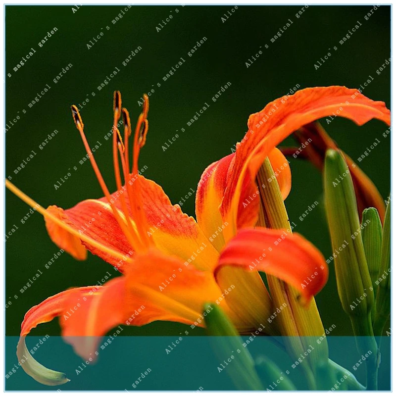 

ZLKING 200pcs Hemerocallis Desperado Hemerocallis Fulva Day-lily Flower Ground Cover Plant