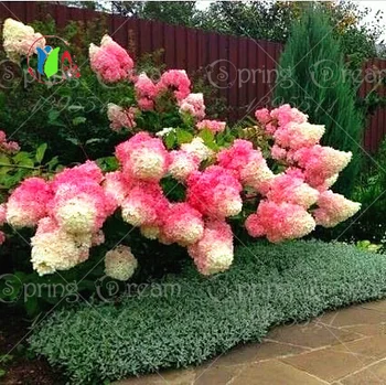 50pcs/bag Vanilla Strawberry Hydrangea Flower Seeds for Planting Flower Bonsai or tree Seeds Hydrangea Macrophylla Home Garden