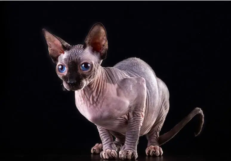 Sphynx Cat
