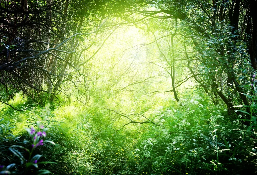 

Laeacco Sun Deep Forest Flower Scene Baby Children Photography Backgrounds Customized Photographic Backdrop For Photo Studio
