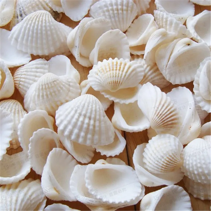 100pcs Lot Natural shell diy tank aquarium decoration white shell 2-3cm small conch sea natural crafts white sea shells conch2