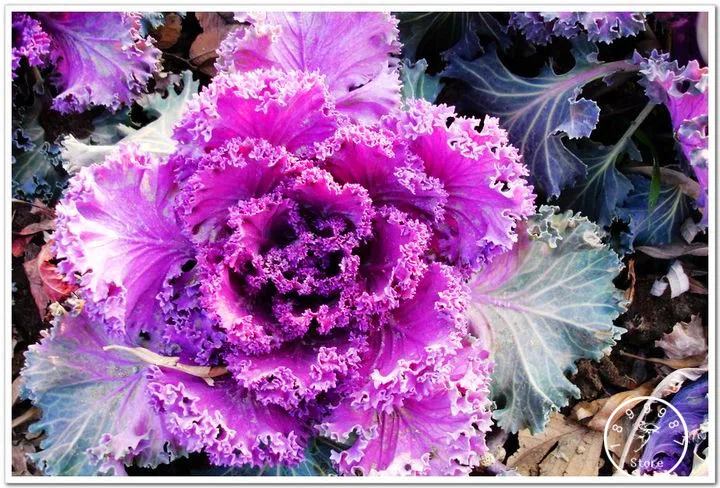 

Big Sale!200pcs/bag rare garden plants, cabbage flower Bonsai, decorative home and garden flower Plantas,#3W73FS