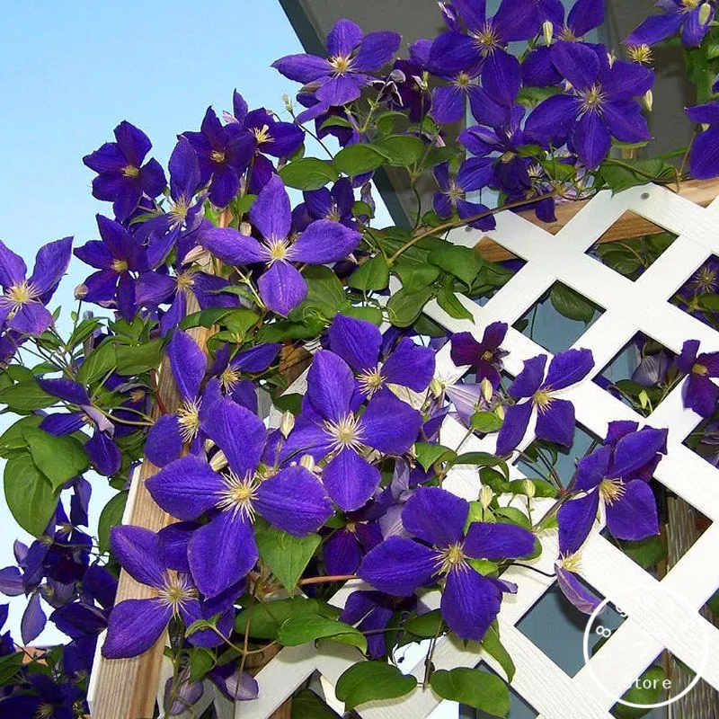 

Big Sale!50 Pcs/Bag Climbing plant Clematis Hybridas flores Home Garden Bonsai Clematis Flowers plantas,#NLREUZ