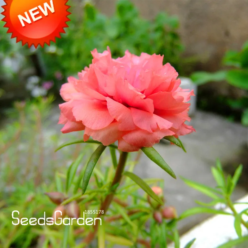 

Hot Sale!200 Pcs/bag Pink Portulaca Plantas Flower Balcony Garden Potted Plants Flower Purslane Bonsai Scutellaria Barbata,#5HV