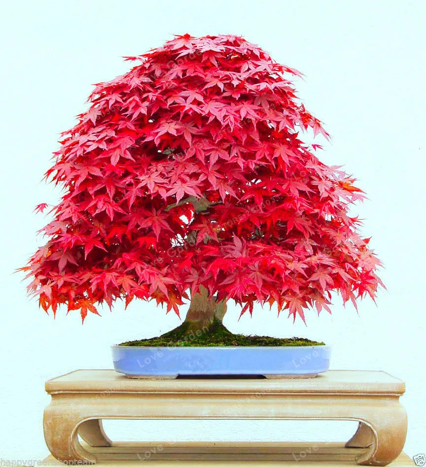 20 бонсай/упаковка acer Palmatum Atropurpureum бонсай настоящий японский красный призрак кленовое дерево бонсай для посадки сада всесезонный