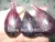 Ficus carica - BLACK PATLICAN FIG (EGGPLANT BLACK FIG) Seeds Edible Fruit Tree / Plant seeds - 100 FINEST SEEDS