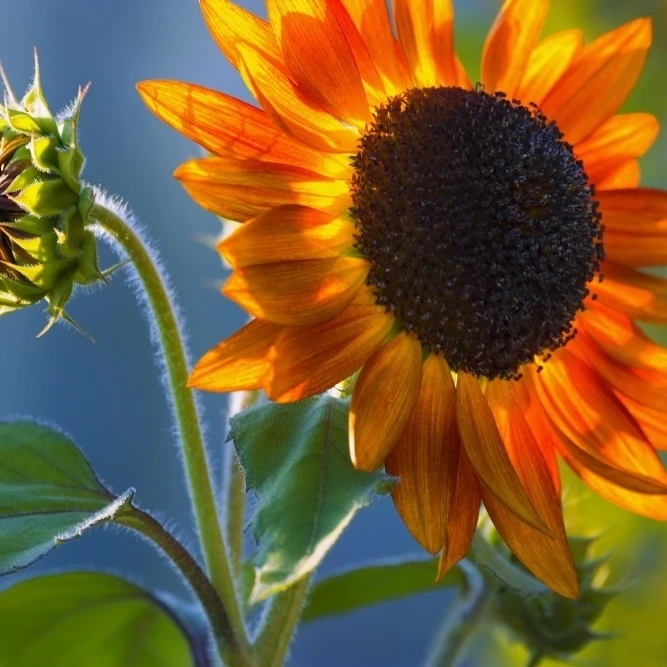 A Sunflower Blooming With Bud Poster Print (17 x 11)