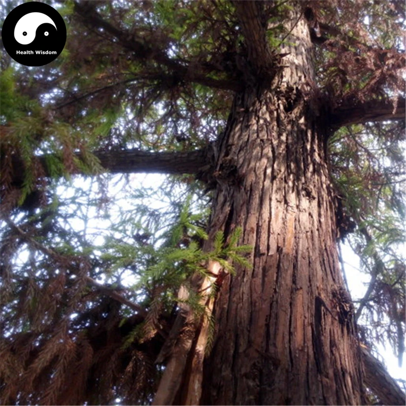 Купить настоящий Cryptomeria Fortunei дерево Semente 120 шт. завод Cryptomeria Fortunei туи растут Liu Shan кедра