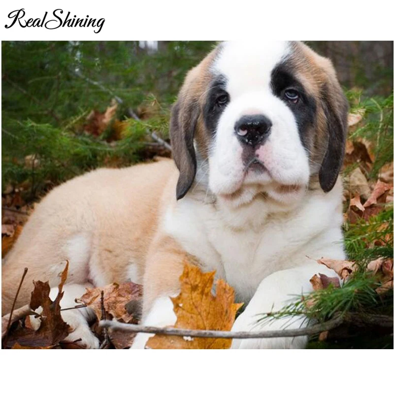 Saint Bernard 999