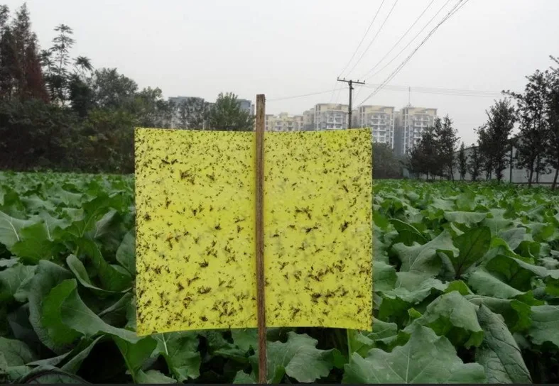 20Pcs High Quality Insects Moths Control Flies Trap Glue Sticky Board Mosquito Control Trapper ECO Outdoor Dual-sided Big20*25CM 20Pcs High Quality Insects Moths Control Flies Trap Glue Sticky Board Mosquito Control Trapper ECO Outdoor Dual-sided Big20*25CM