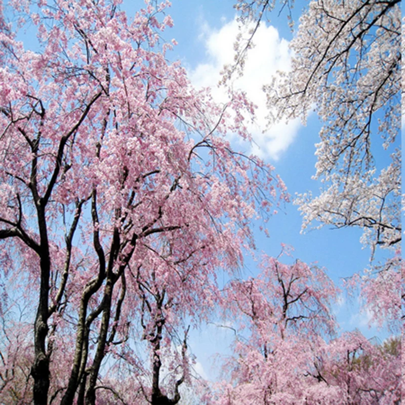 

ZLKING 20 Pcs Garden Viewing Sakura Bonsai Cerasus Sp Japan Plant Love And Hope flower Beautiful Easy To Grow cherry Perennial