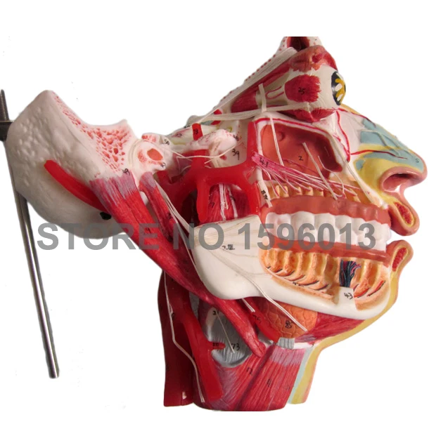 A18109 head face model (4)