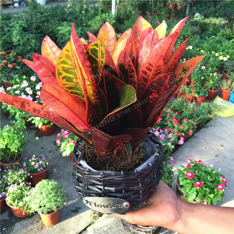 

Codiaeum Variegatum Bonsai Ornamental Plants The Budding Rate 90% Indoor Outdoor Available DIY Home Gardening 100 PCS