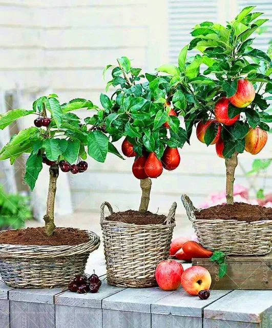 Como Plantar Semillas De Manzana Para Hacer Un Bonsai