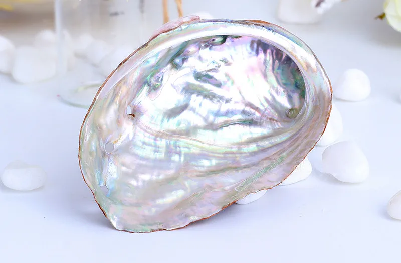 6-8cm Natural Craft Rainbow Abalone Shell Beautiful Abalone Seashell Fish Tank Aquarium Landscaping Wall Wedding Home Decoration6