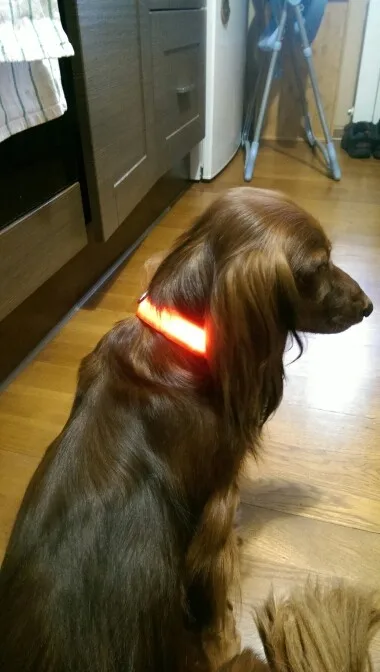 Nylon LED Pet Dog Collar,Night Safety Flashing Glow In The Dark Dog Leash,Dogs Luminous Fluorescent Collars Pet Supplies hemp dog collars