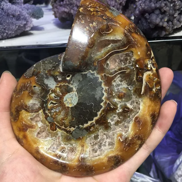 Cheap Big Size! Natural Ammonite Fossils Shells Minerals Specimen Morocco Ocean Animal Snail Conch Ashtray 