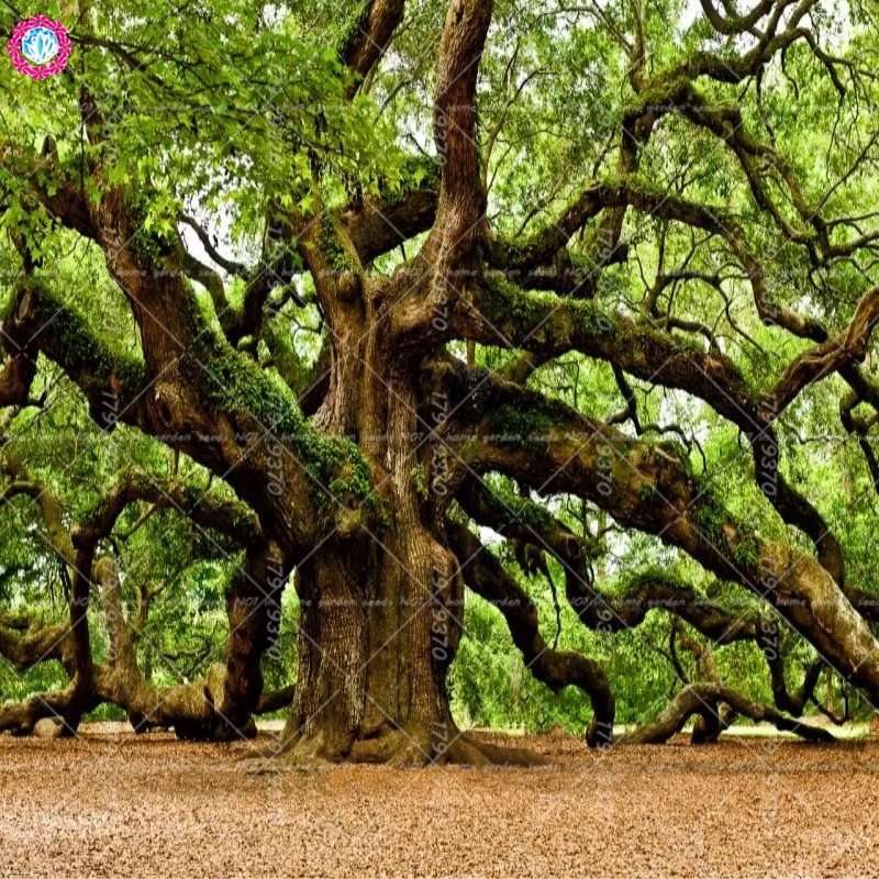 

2Pcs bonsai America Oak long life gaint oak tree The largest flowering plants in the world DIY home garden easy to grow