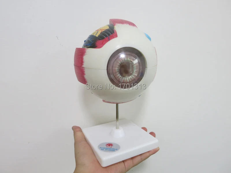 6-eyeball (7)